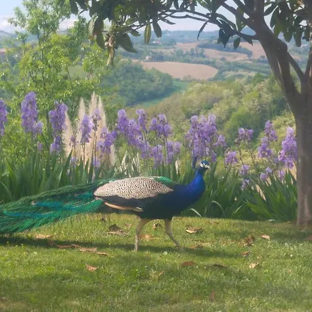 Vakantieboerderij Il Melograno Country *